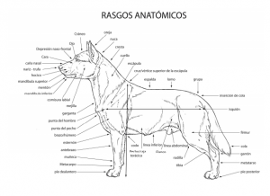 Anatomia del perro