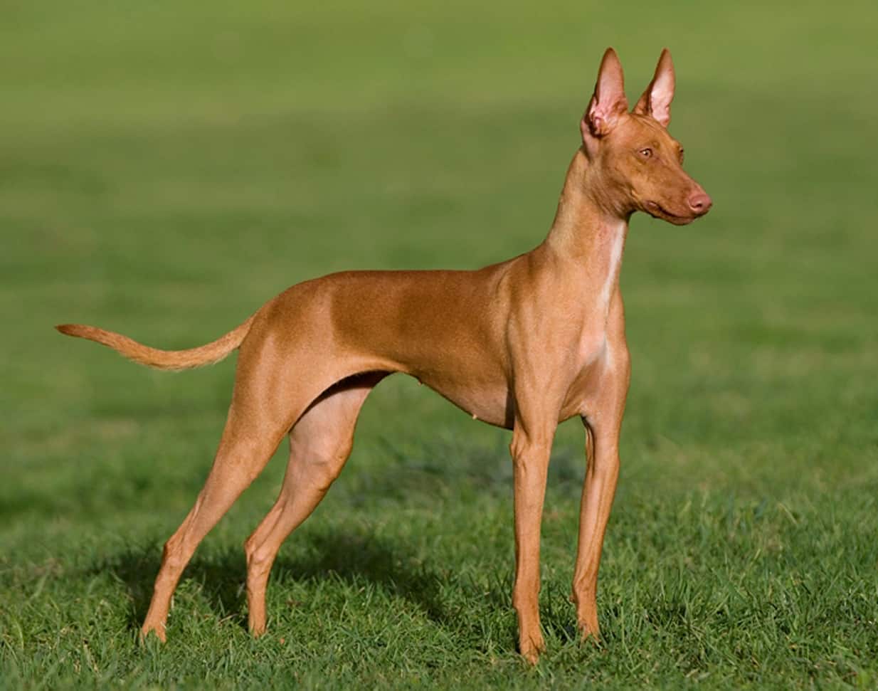 Podenco Biologie Podenco Ibicenco Steckbrief YLEAV
