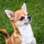 chihuahua marron