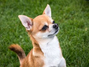 chihuahua marron