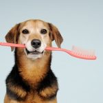 perro con un cepillo