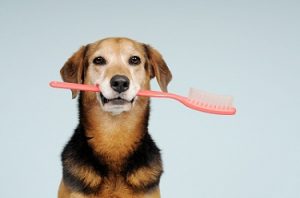 perro con un cepillo