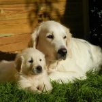 Golden Retriever adulto y cachorro