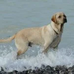 Labrador en la playa