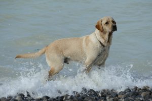 Labrador en la playa