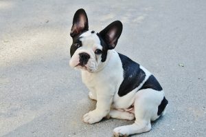 Bulldog frances cluster home