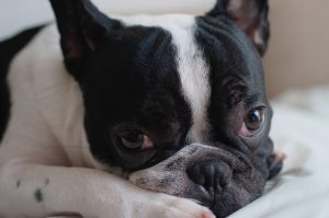 Bulldog frances