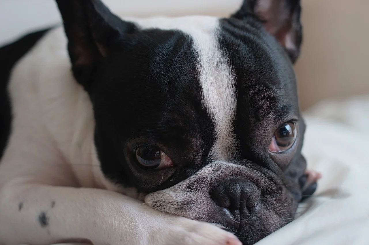 Bulldog frances