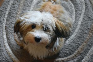 Bichon habanero