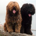 Perro de agua español