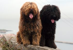Perro de agua español