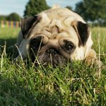 Carlino en el cesped