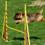 pruebas de agility