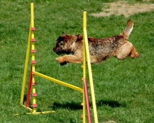 pruebas de agility