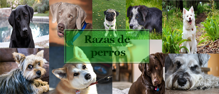 razas de perros
