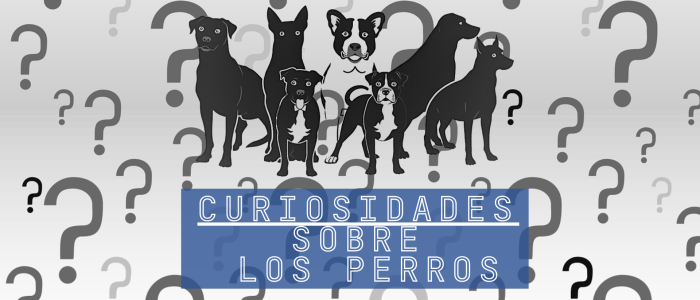 curiosidades sobre los perros
